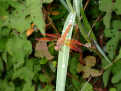 Brachythemis contaminata