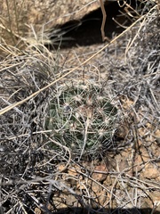Mammillaria wrightii wrightii
