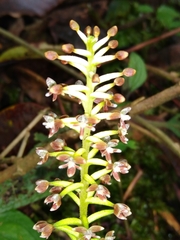 Cranichis ciliata