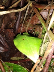 Cranichis ciliata