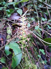 Cranichis ciliata