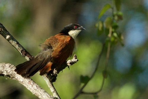 Centropus burchellii