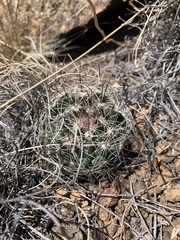 Mammillaria wrightii wrightii