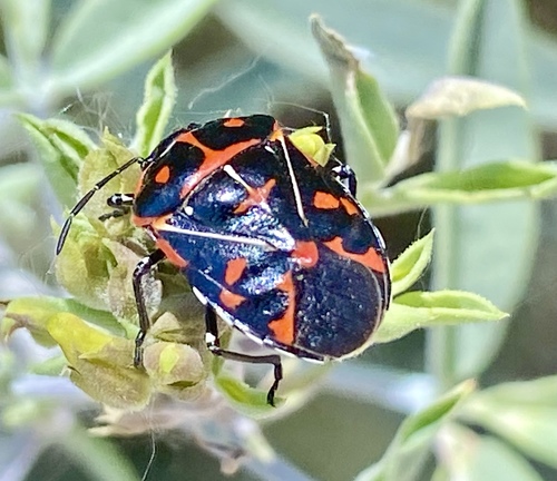 iNaturalist observation photo of Harlequin Bug