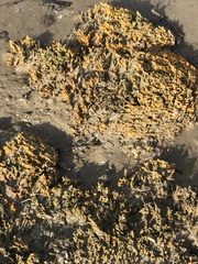 Ciocalypta polymastia