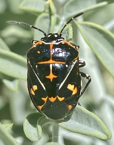 iNaturalist observation photo of Harlequin Bug