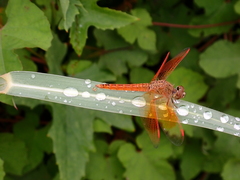 Brachythemis contaminata