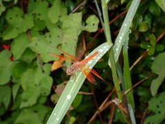 Brachythemis contaminata