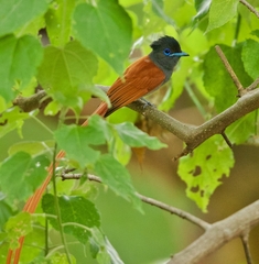 Terpsiphone viridis plumbeiceps