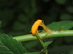 Phragmidium rosae-multiflorae