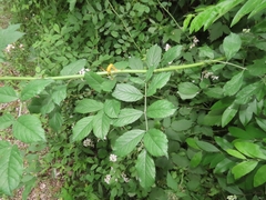 Phragmidium rosae-multiflorae