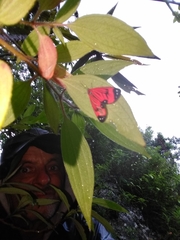 Syntomidopsis variegata