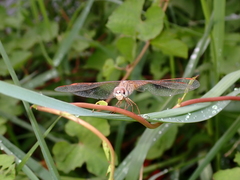 Brachythemis contaminata