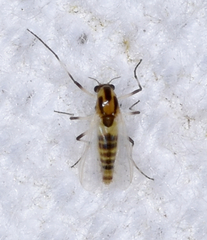 Cricotopus sylvestris
