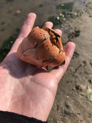 Homarus americanus
