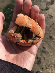 Homarus americanus