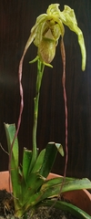 Phragmipedium