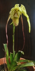 Phragmipedium
