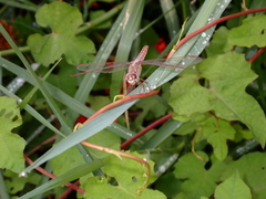Brachythemis contaminata