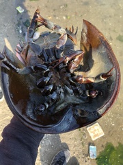 Limulus polyphemus