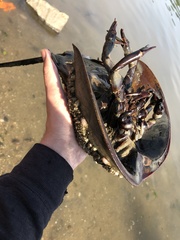 Limulus polyphemus