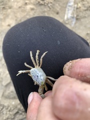 Leptuca pugilator
