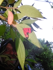 Syntomidopsis variegata