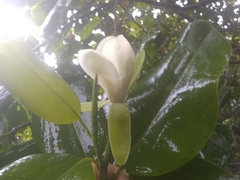 Magnolia ekmanii