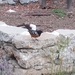 photo of Spotted Towhee (Pipilo maculatus)