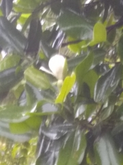 Magnolia ekmanii