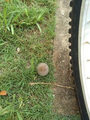 Coprinellus arenicola