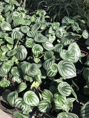 Peperomia argyreia