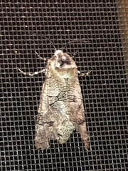 Prionoxystus macmurtrei