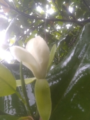 Magnolia ekmanii