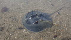 Tachypleus tridentatus