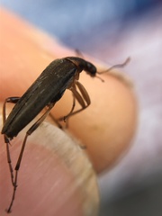 Stenotrachelidae