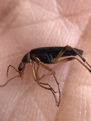 Stenotrachelidae
