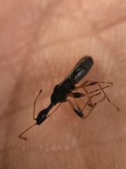 Myodocha serripes