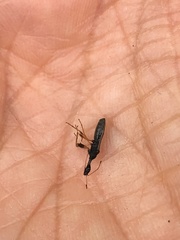Myodocha serripes