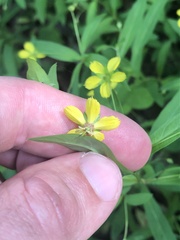 Lysimachia lanceolata