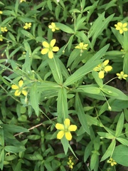 Lysimachia lanceolata
