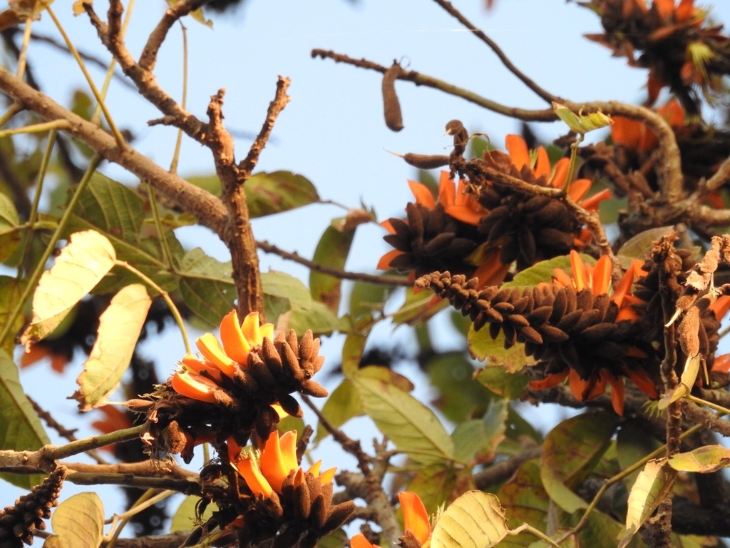 Erythrina brucei