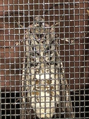 Prionoxystus macmurtrei