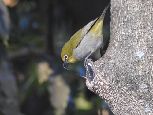 Ethiopian White-eye (Zosterops poliogastrus), photo 5