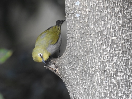 Ethiopian White-eye (Zosterops poliogastrus), photo 4