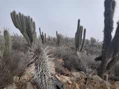Trichocereus skottsbergii