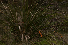 Lomandra spicata