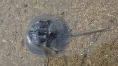 Tachypleus tridentatus