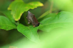Mahathala ameria