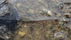 Tachypleus tridentatus